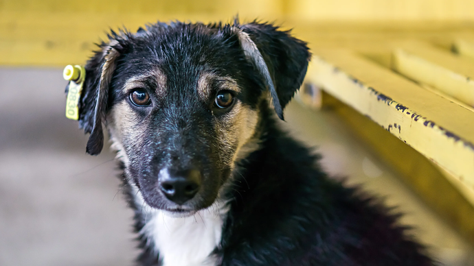 A black and white puppy with a tag on its ear is looking at the camera.