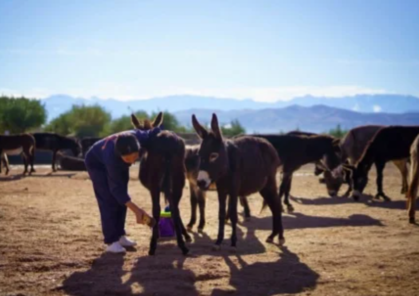 A man is feeding donkeys in a field with mountains in the background