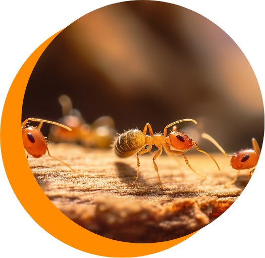 A group of termites are walking on a piece of wood