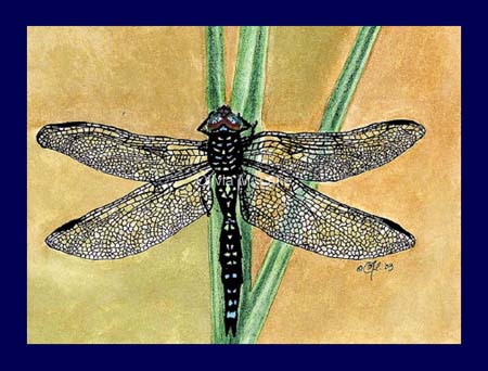 Dragonfly by Olivia M. Lake