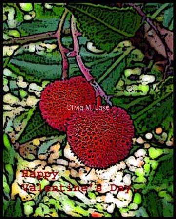 arbutus berries