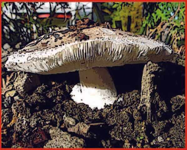 mushroom card