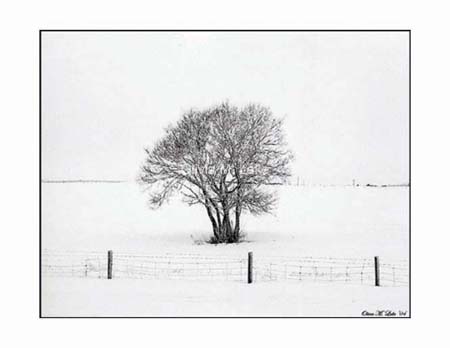 black and white tree in field print by Olivia M. Lake