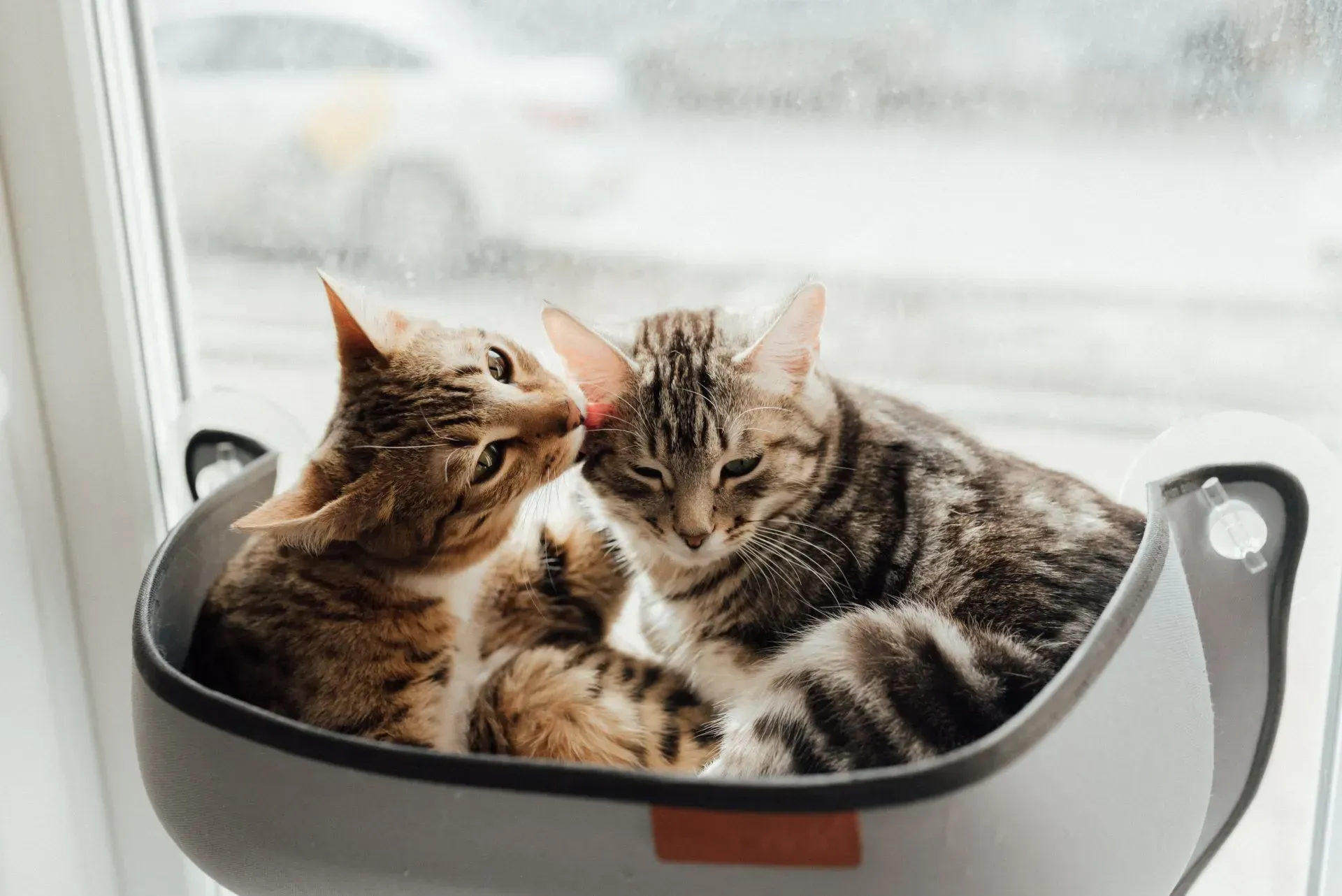 Two tabby cats cuddle and groom each other in a gray window-mounted cat bed.