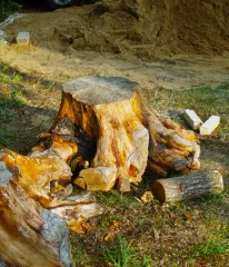 A tree stump is sitting in the grass next to a pile of logs.
