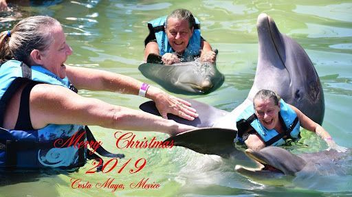 Three people in a pool touch a dolphin, with red Christmas 2019 text overlaid.