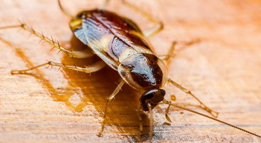 cockroach removal in the Goldsboro, NC area