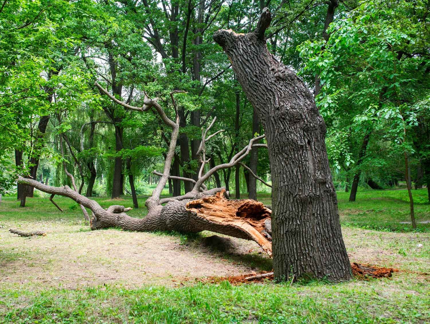 Storm Damage Tree — Portland, OR — Sequoia Tree Service