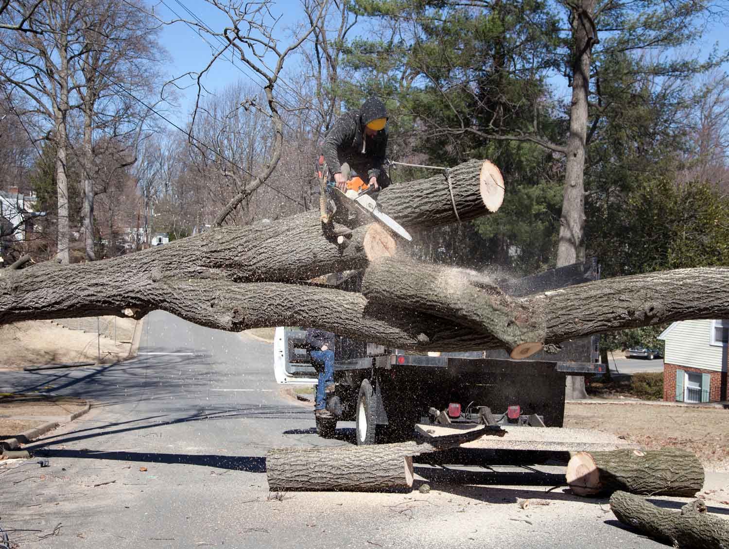Tree Removal — Portland, OR — Sequoia Tree Service