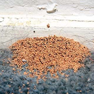 termite exterminator Midland & Odessa, TX
