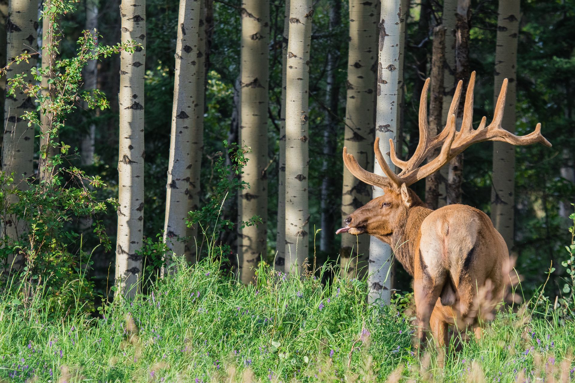 Elk with antlers standing in forest clearing in Banff Park Alberta