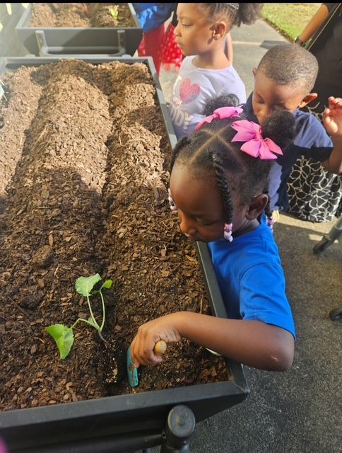 Children planting a seedling in a raised garden bed; sunny outdoors, one using a trowel.