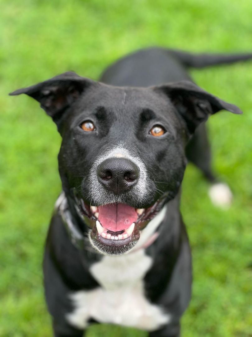 adorable puppy that is available for adoption at PMFAS