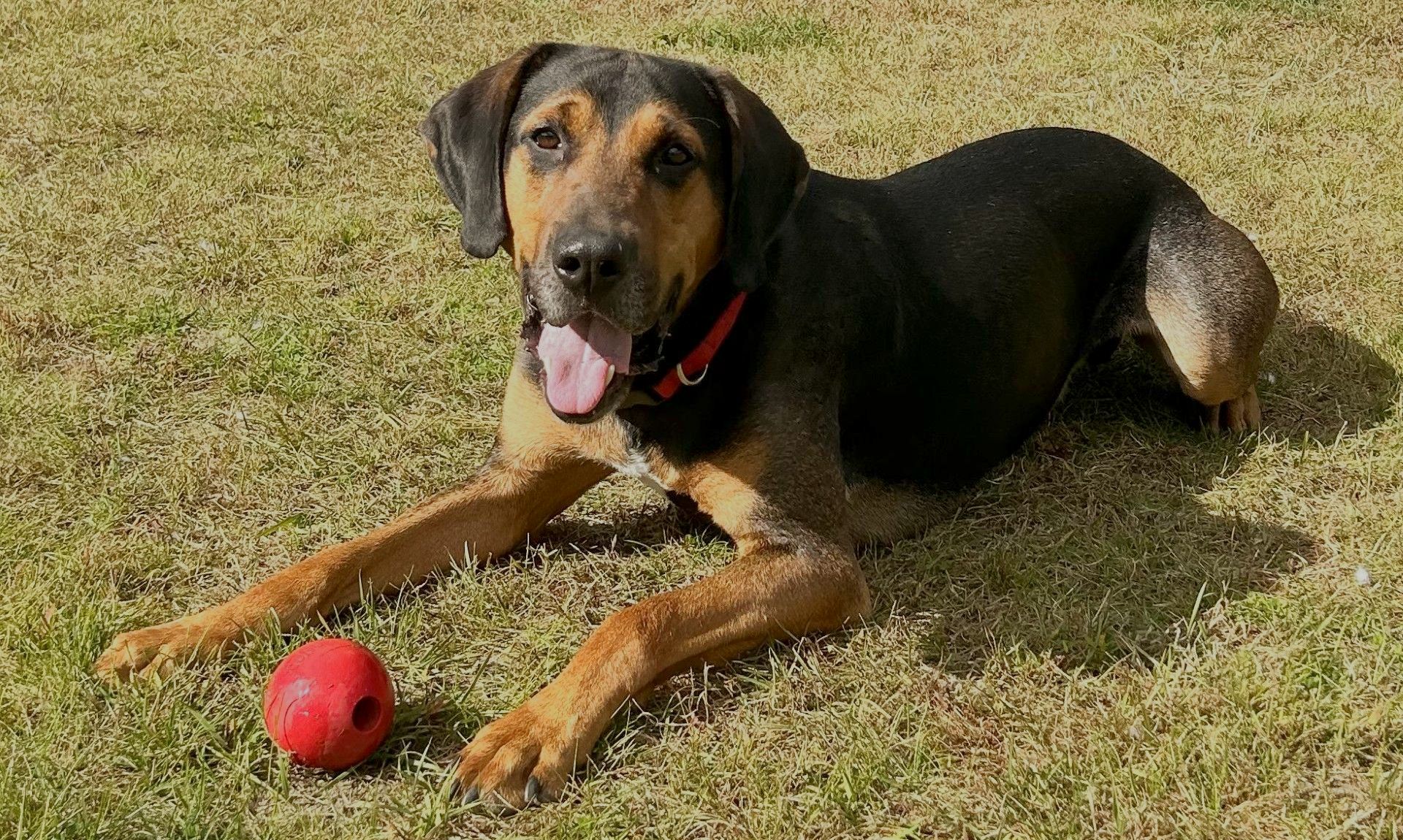 A dog playing in the yard of PMFAS