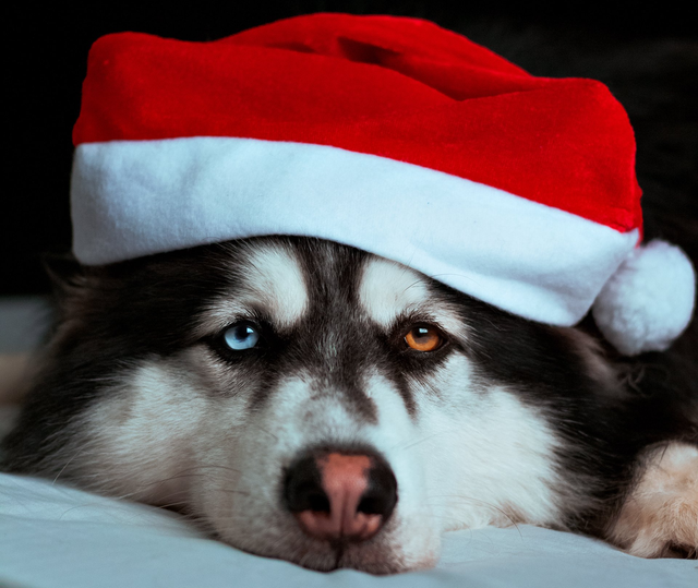 Dog Christmas gifts your furry friend will love - Tractive