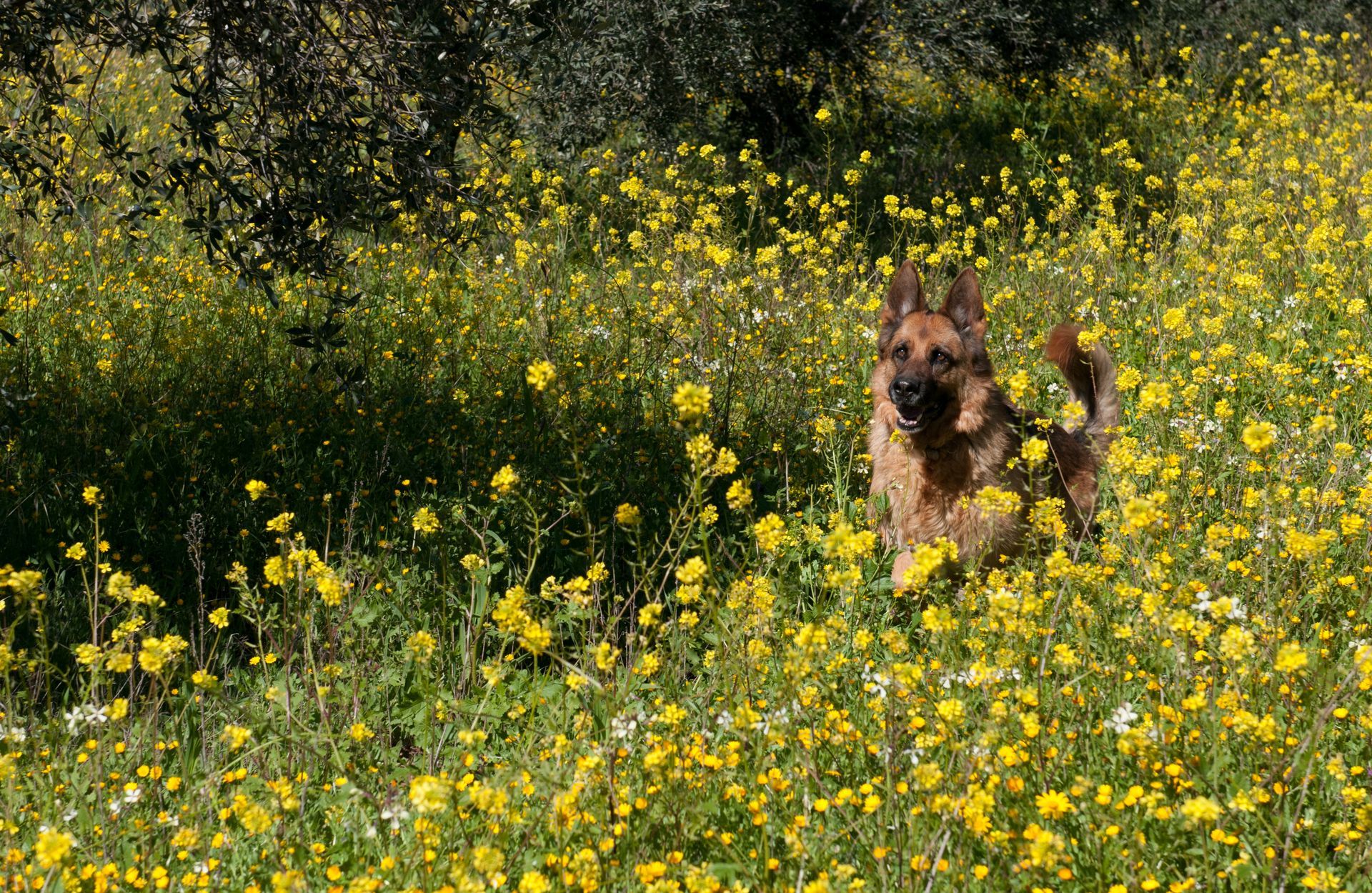 A German shepherd bounding through a field of Spring flowers