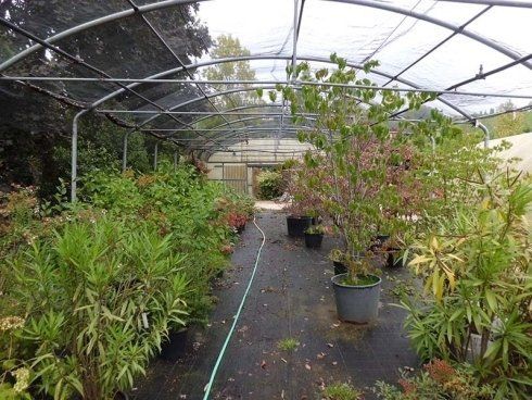 vivaio piante ornamentali