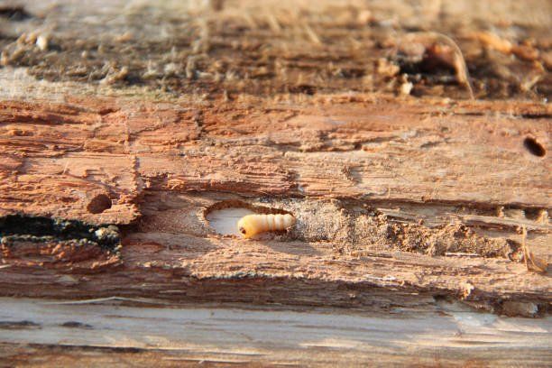 Hoe Komt Houtworm In Huis | Houtwormen In Huizen Bestrijden