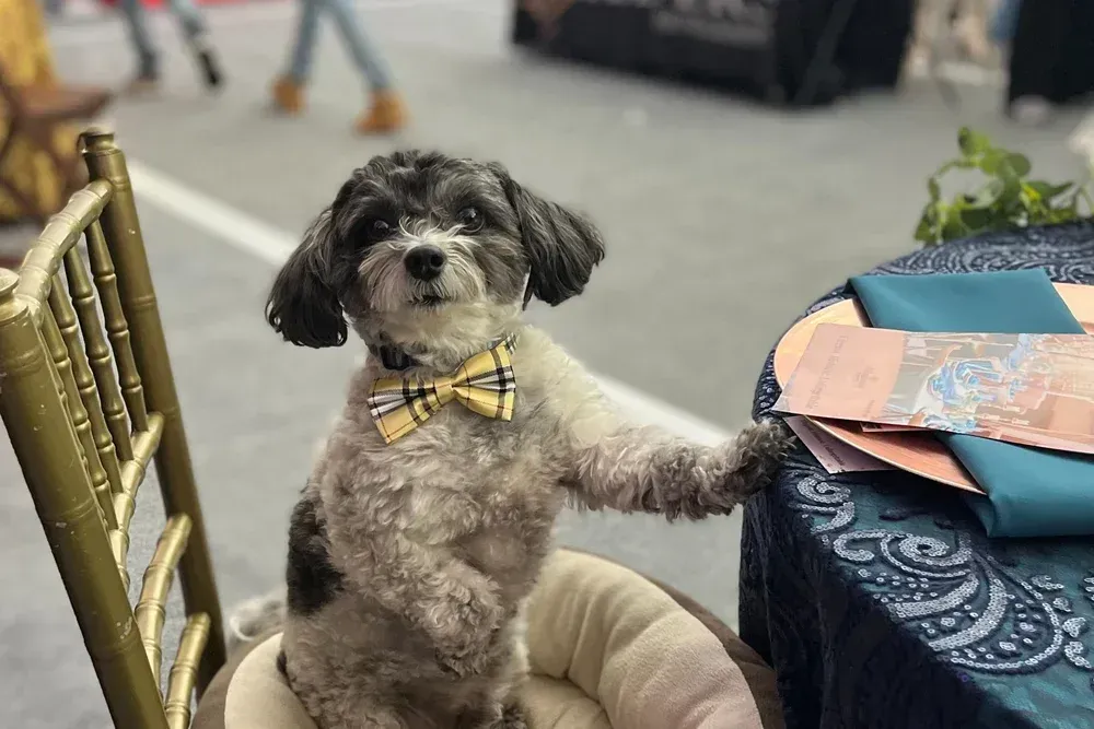 A small, fluffy dog with a yellow bow tie sits upright in a chair, resting a paw on a table with teal cloth.