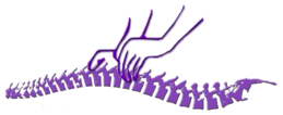 A Chiropractic Touch LLC