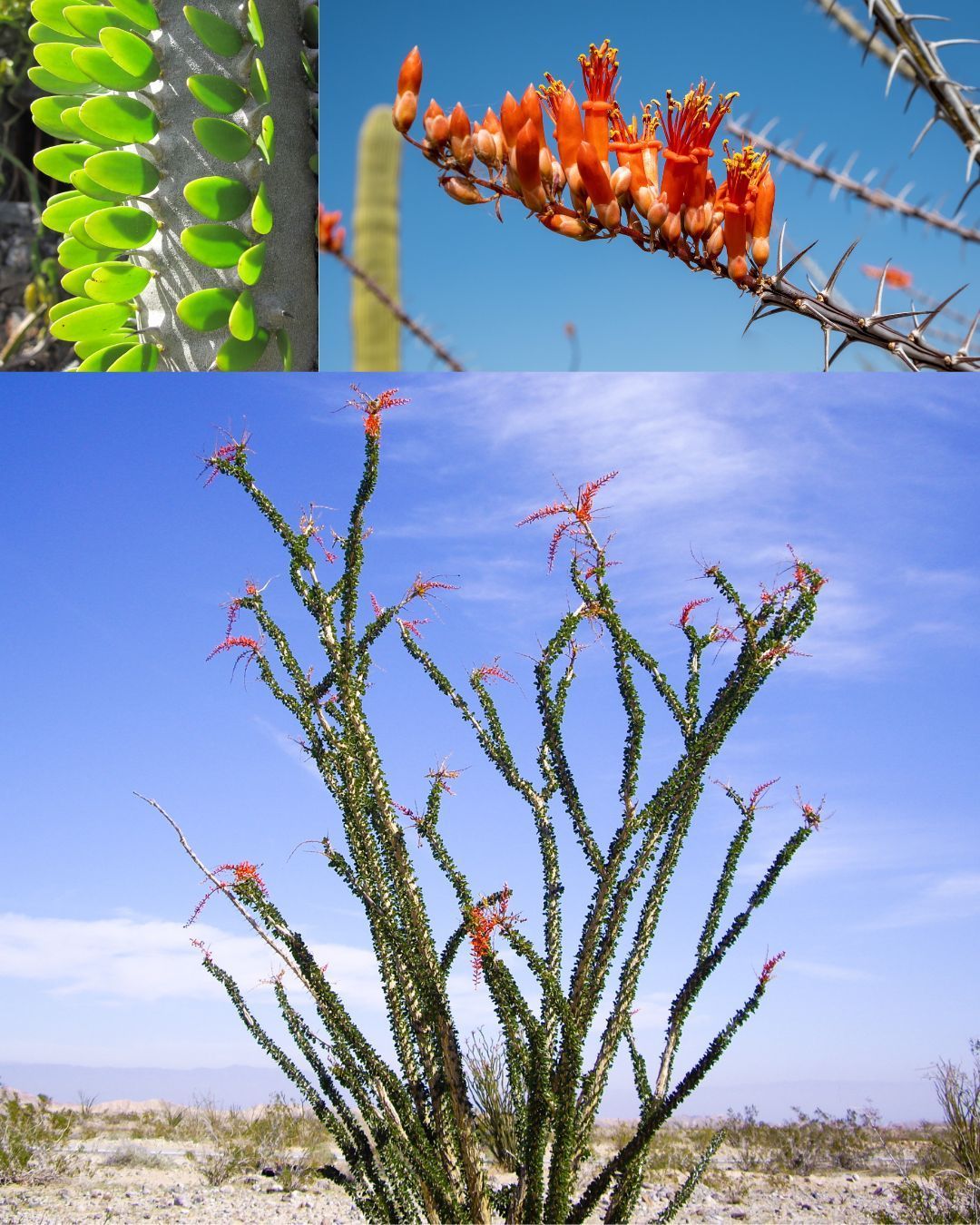 Ocotillo in full bloom with close up of red blooms in top right corner and leaves in top left corner.