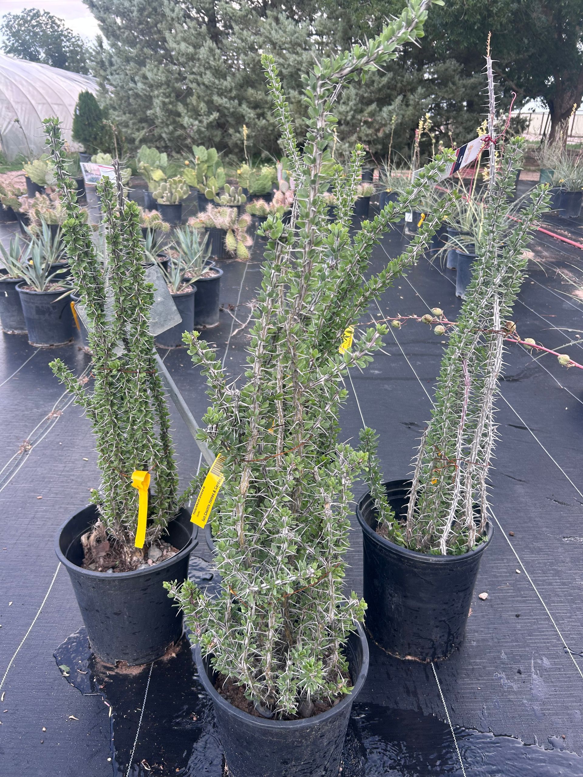 Field collected Ocotillo plants in containers for sale.