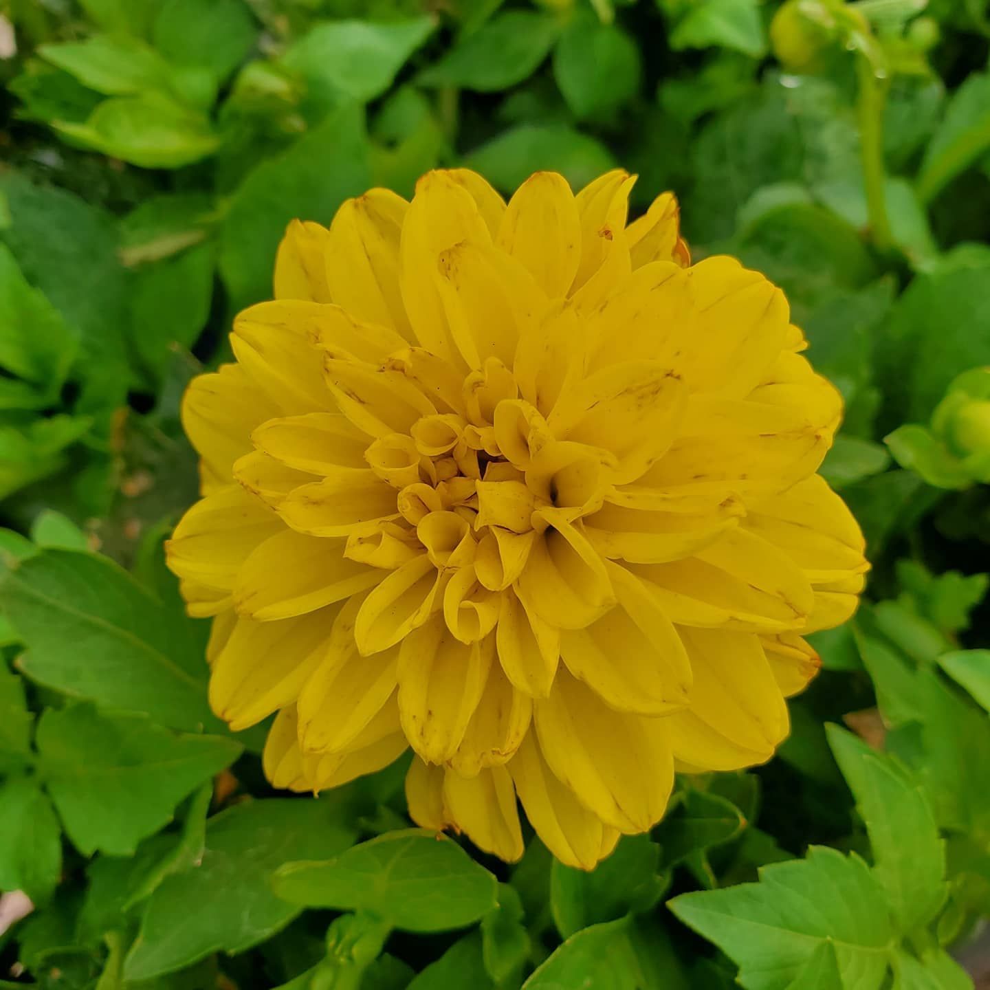 A close up of a yellow flower surrounded by green leaves.