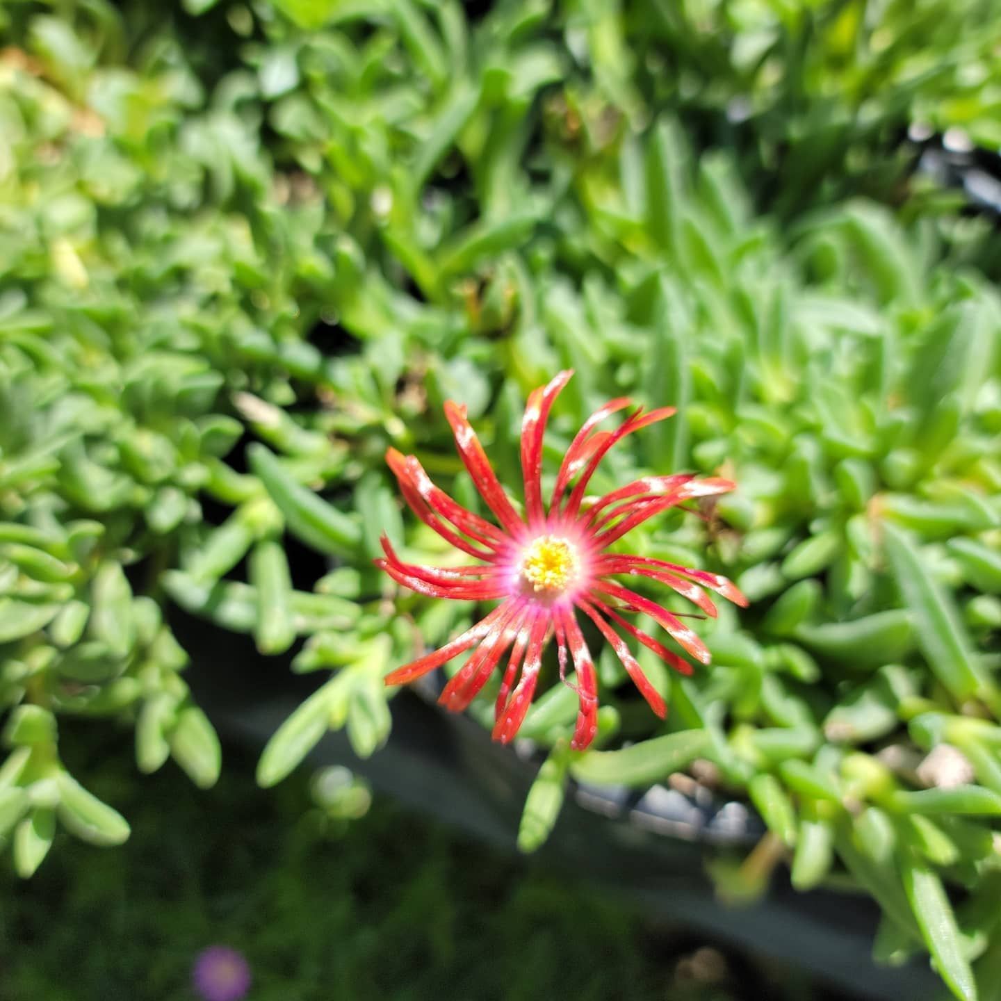 A red flower with a yellow center is surrounded by green leaves