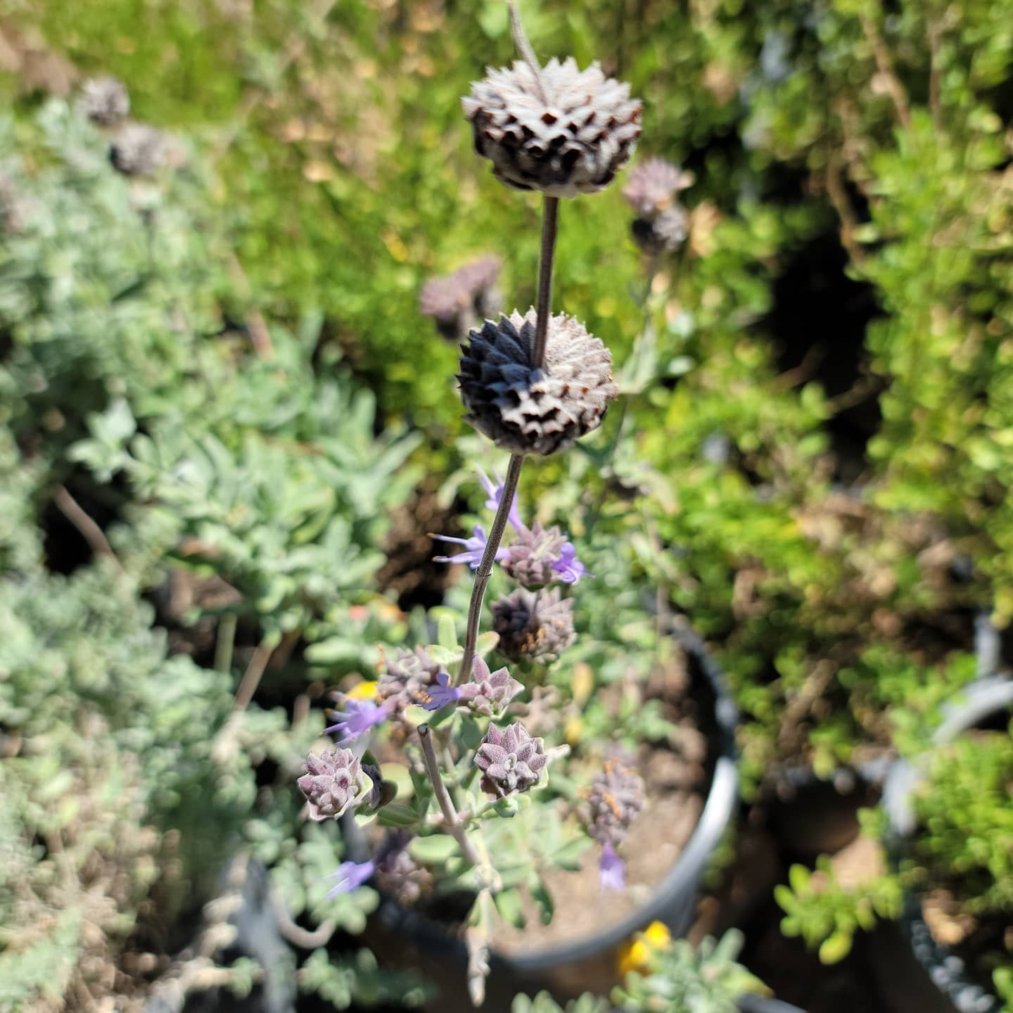 A close up of a purple flower in a pot