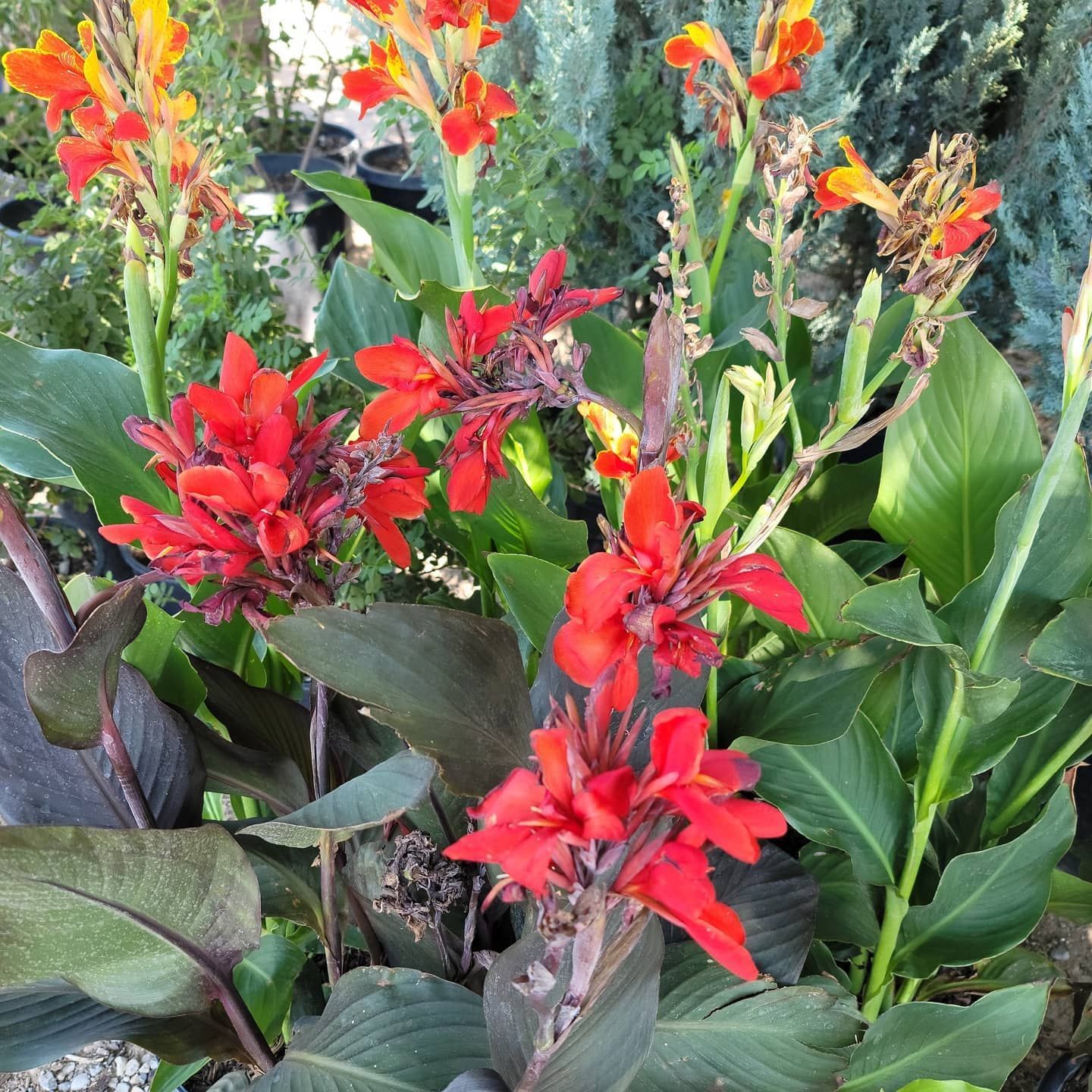 A plant with red flowers and green leaves
