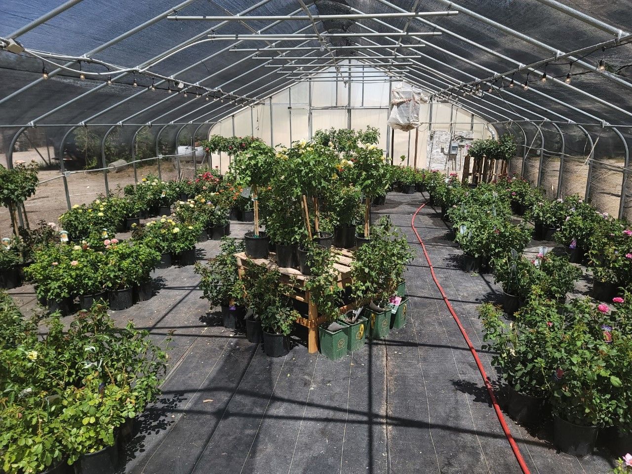 A greenhouse filled with lots of potted plants.