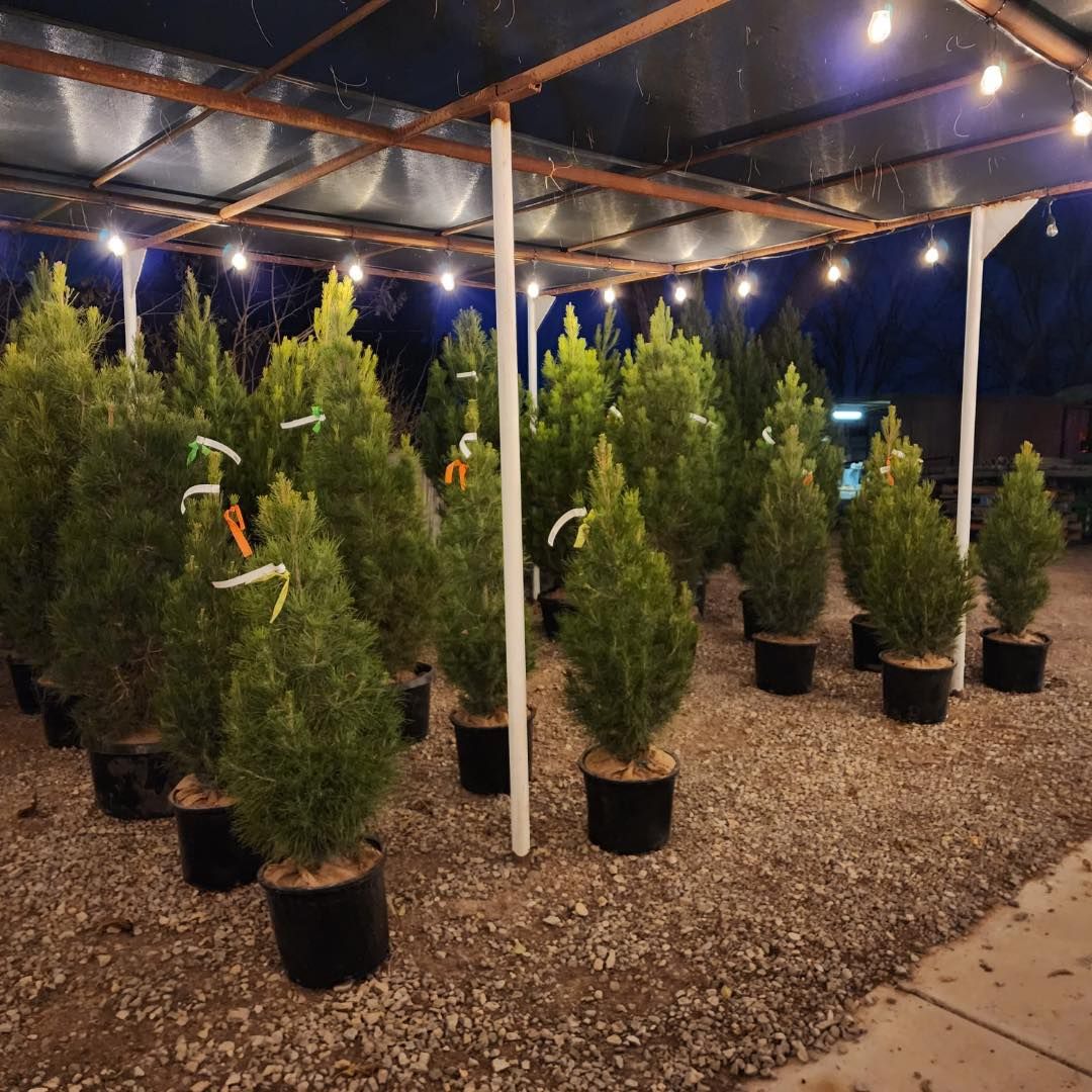 A bunch of christmas trees in pots under a canopy