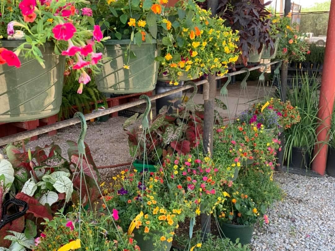 A bunch of potted flowers are sitting on a shelf in a garden.
