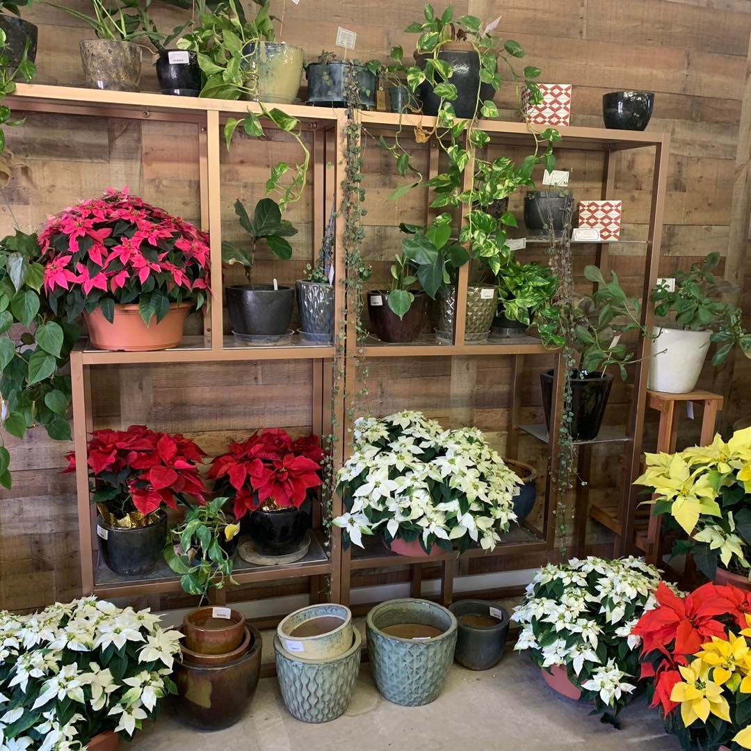 A room filled with lots of potted plants and flowers