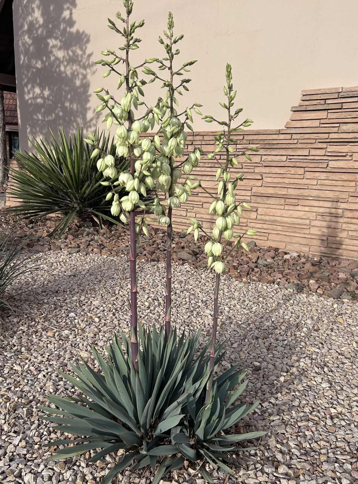 Yucca in full bloom against a rock wall with spanish daggers in the background.