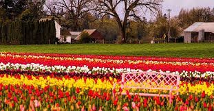 Rows of colorful tulips with a white bench, in front of a farm.