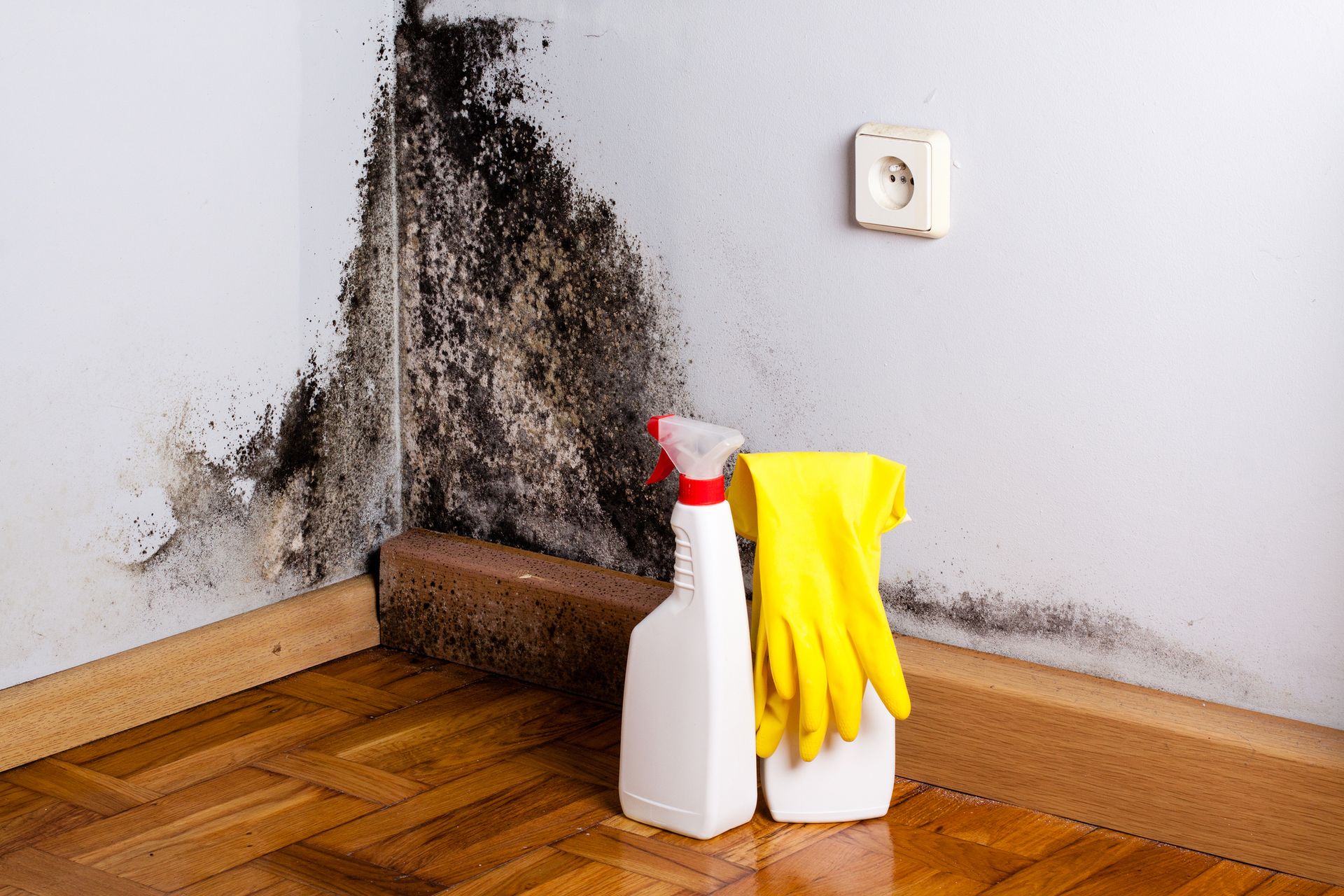 Black Mold Removal in Columbus Ohio Featured Image