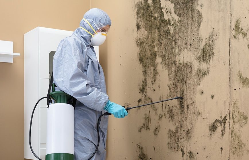 What Are the Long-Term Benefits of Professional Mold Removal?