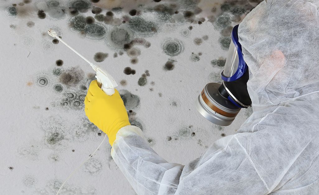 Mold Removal & Prevention of Mold Returning