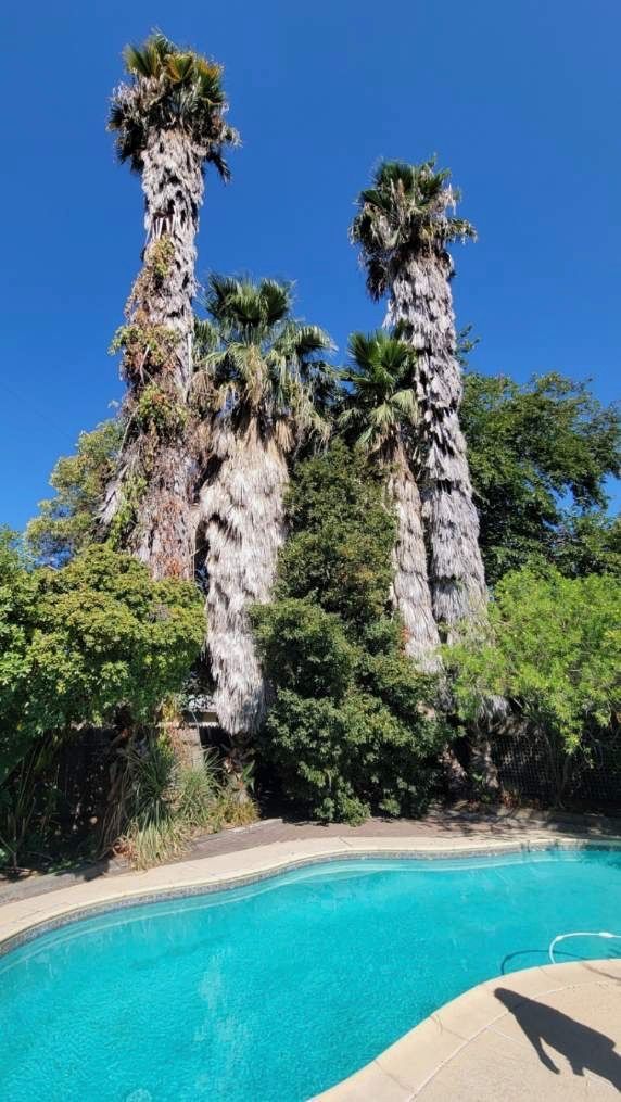Palm trees tower over a turquoise pool on a sunny day.
