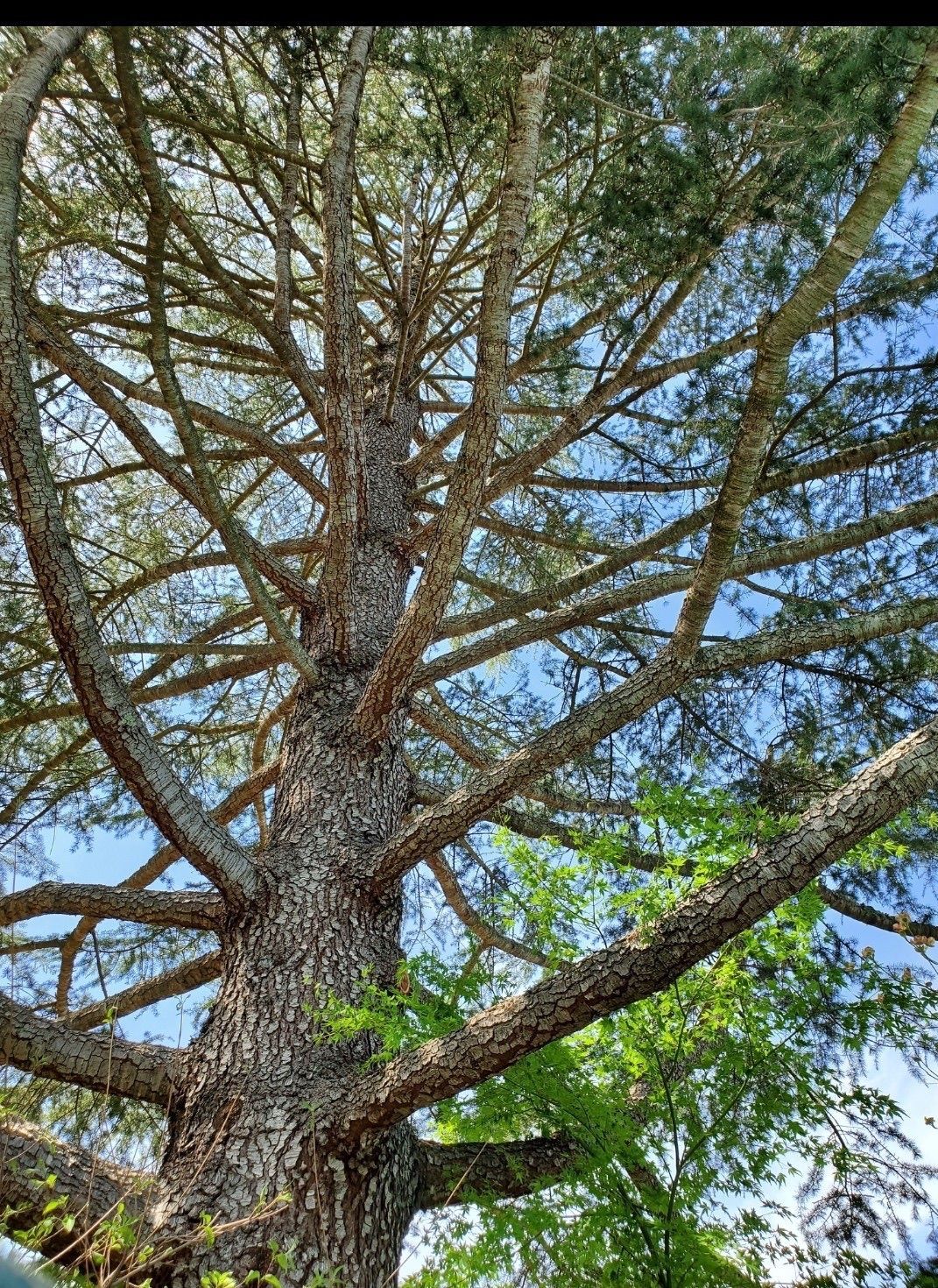 Large tree trunk with many outstretched branches against a blue sky.
