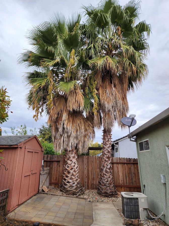 Two tall palm trees with shaggy skirts stand in a backyard next to a shed and a house.