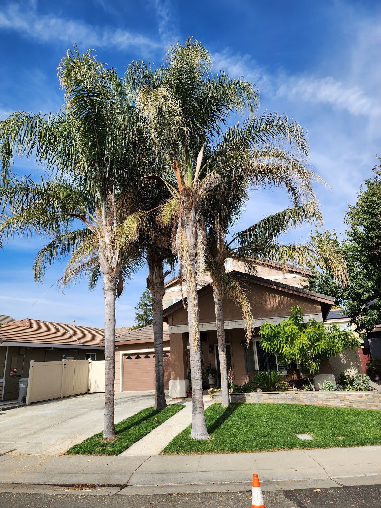 Palm trees in front of a house on a sunny day.