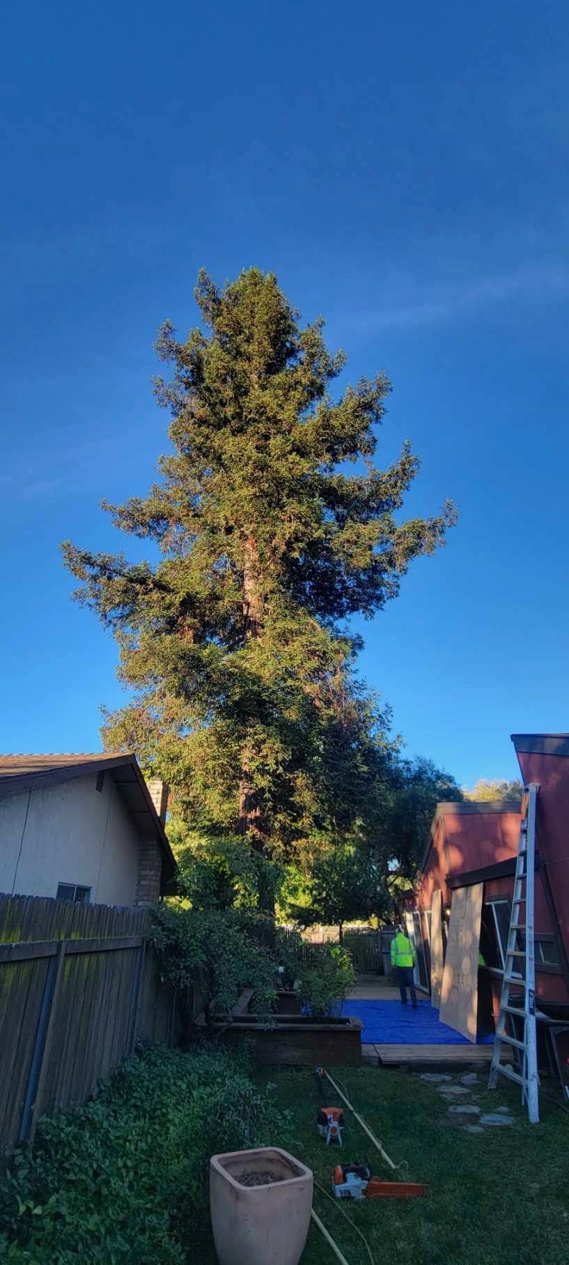 Tall evergreen tree in a yard with buildings and a person in a safety vest. Blue sky.