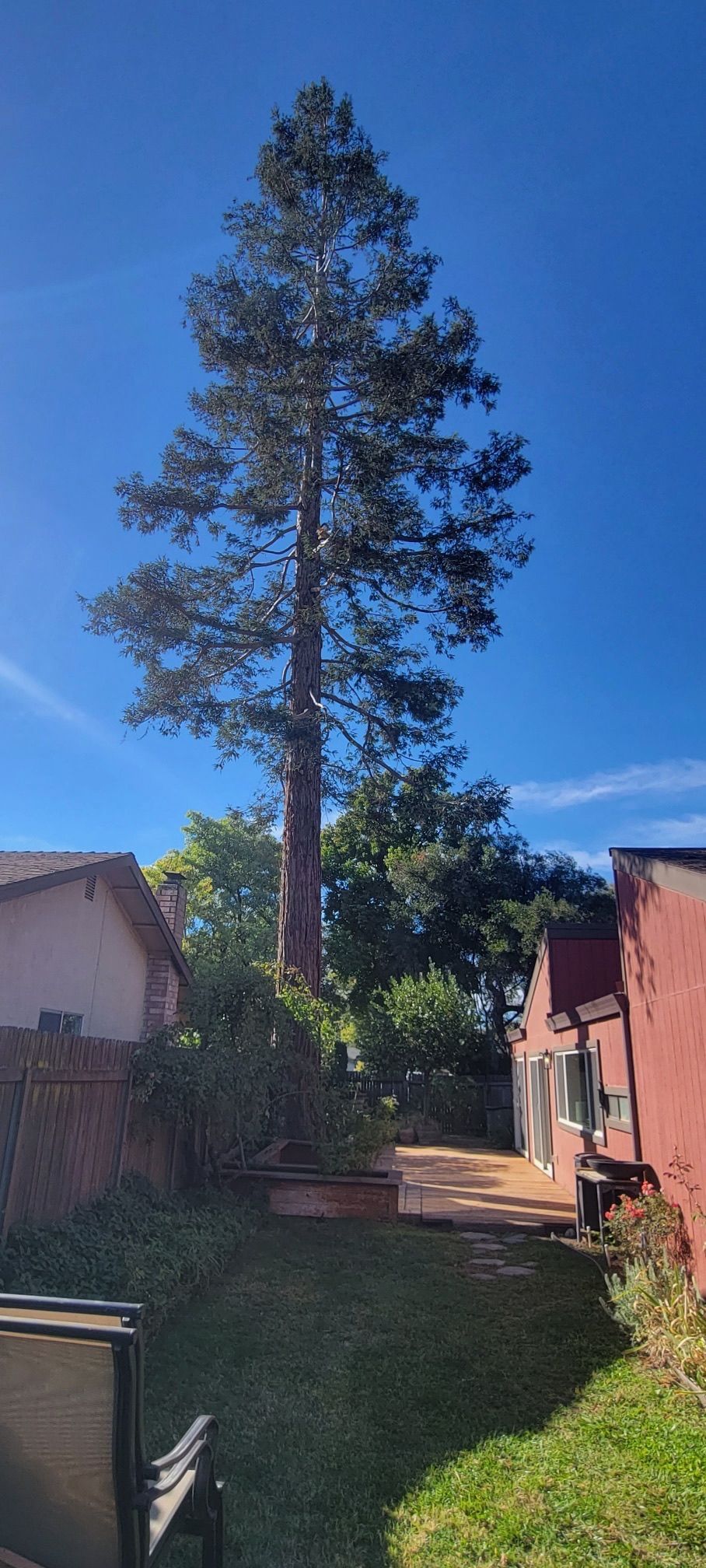 A tall pine tree in a yard with buildings on either side under a bright blue sky.