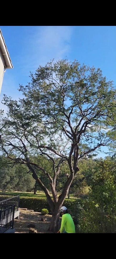 Tree trimming: arborist in green shirt and hat, tall tree, blue sky.