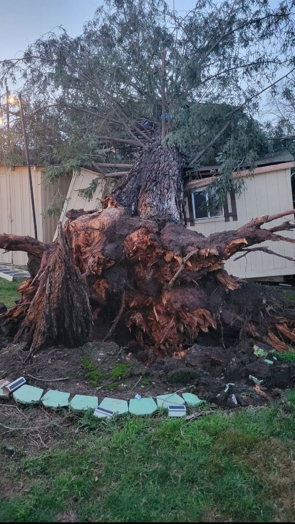 Uprooted tree with exposed roots lies near a building. Blue and white tiles border the roots, with green grass surrounding.