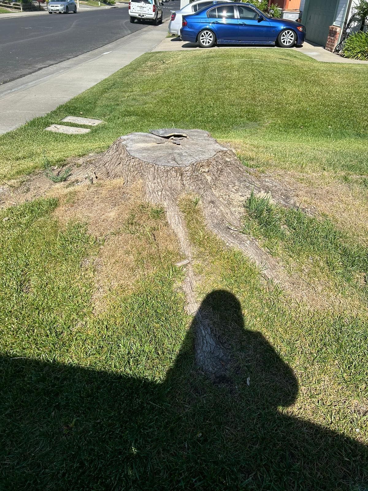 Tree stump in a grassy yard, with a road and cars in the background. Sun casts a shadow in the foreground.