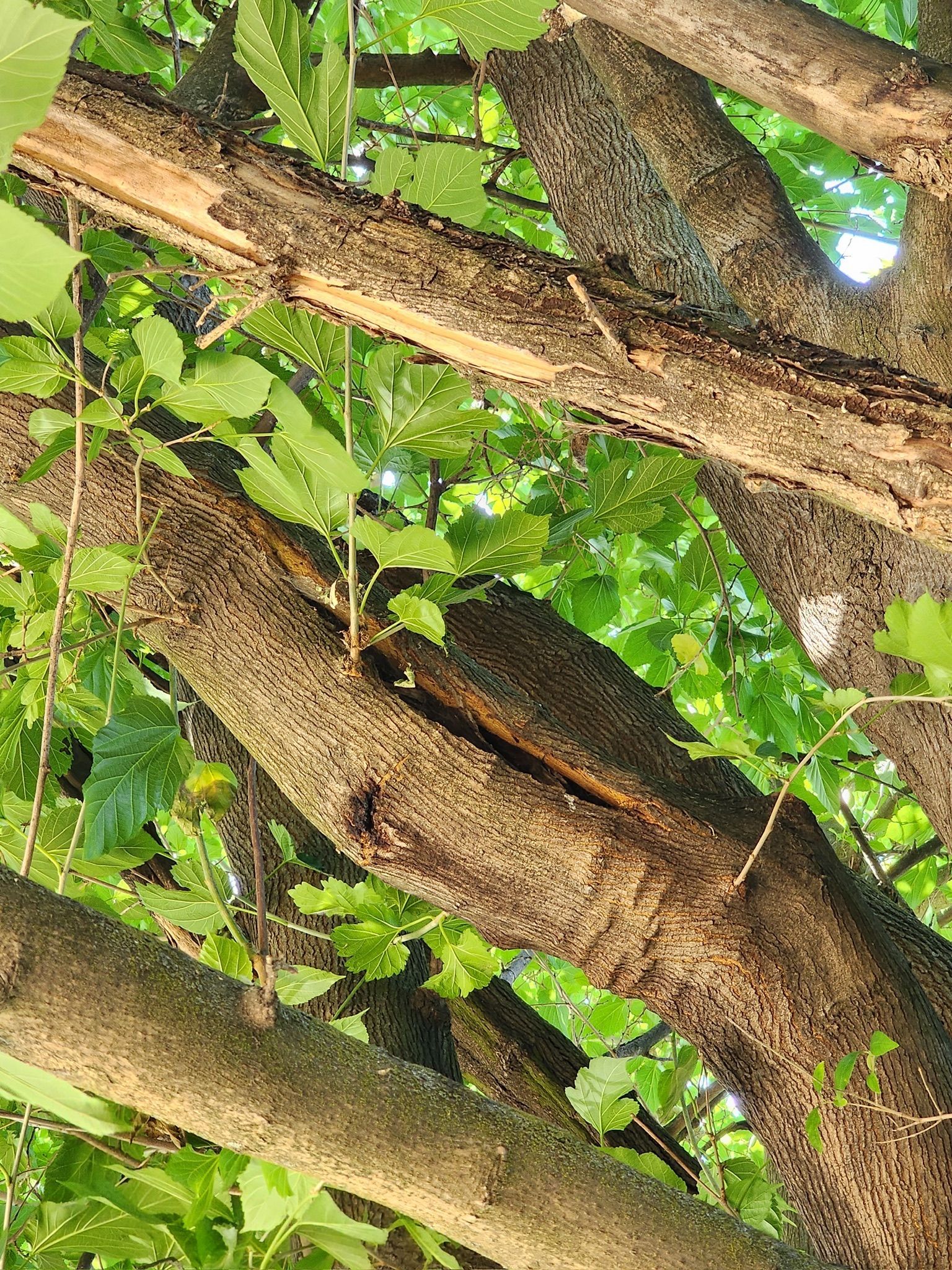 Tree branches with textured bark and green leaves. A split in the bark is visible.