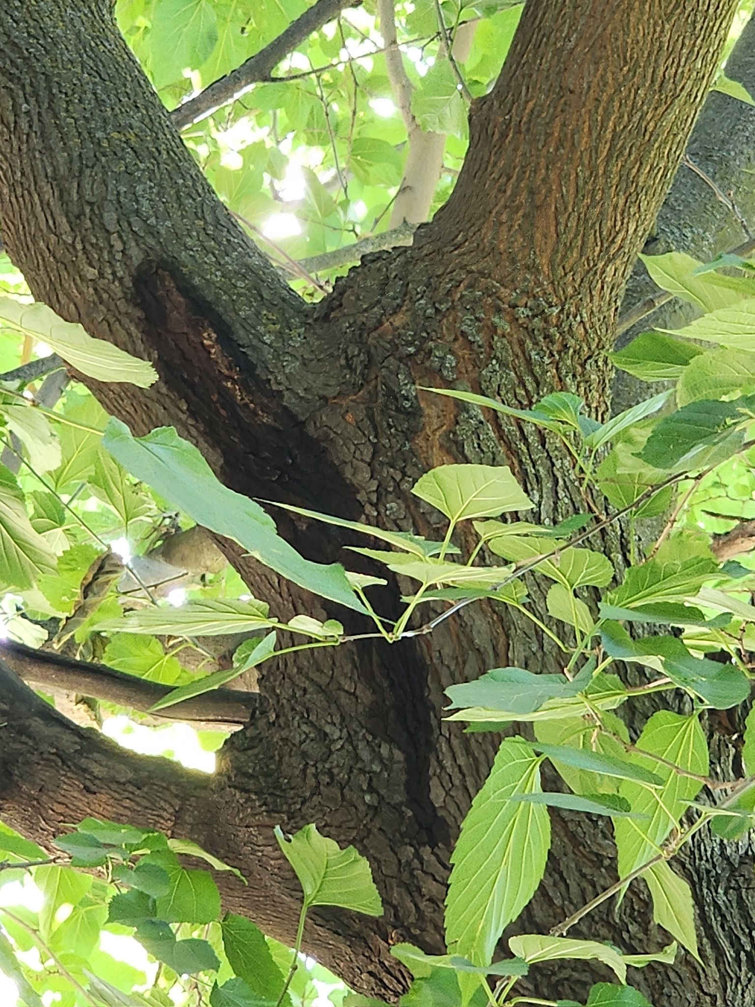 Close-up of a tree trunk with a large, dark, open wound. Green leaves frame the tree branches.
